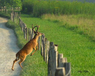 Large Buck Jumping Fence Line
