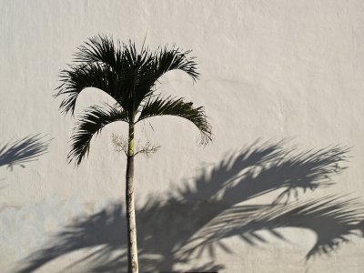 Puerto Vallarta: Palm Tree