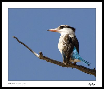 Striped King Fisher