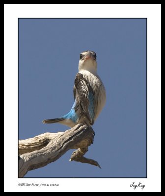 Striped King Fisher