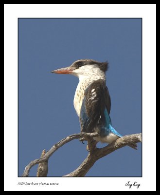 Striped King Fisher