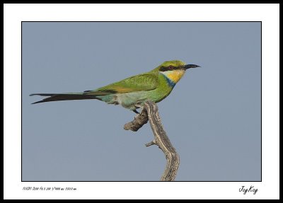 Bee Eater