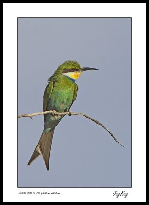 Bee Eater