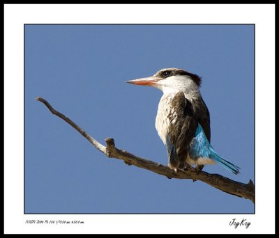 King Fisher 1