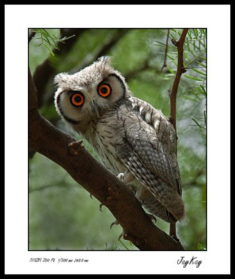 Southern Scopse Owl
