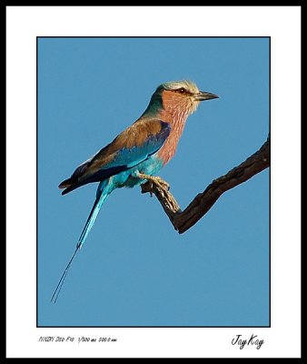 Lilac Breasted Roller 3