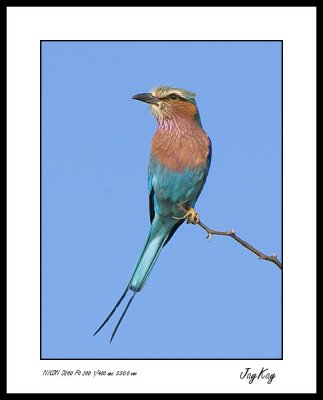 Lilac Breasted Roller 5