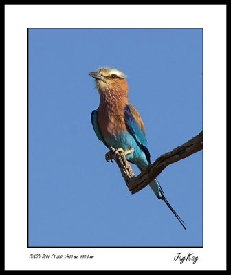 Lilac Breasted Roller 6