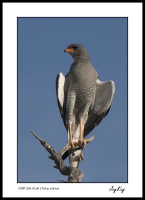 Pale Chanting Goshawk