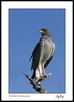 Pale Chanting Goshawk