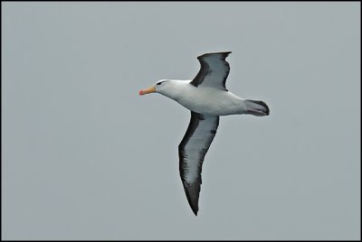 Balck Browed Albatross