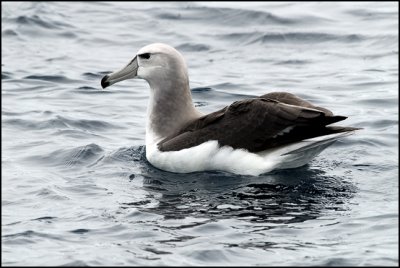 Shy Albatross