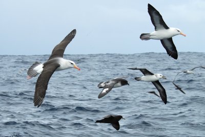 Pelagic Birds from the South Atlantic