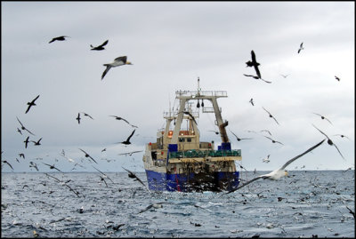 Trawler groupies