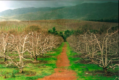 Grabouw Fruit Trees shot with Leica