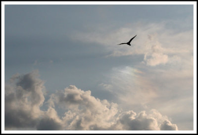 A Gull Over Coney Island