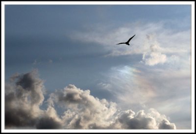 Gull Over Coney Island 2