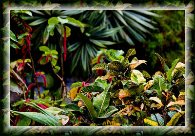 Tropical Flora Just After the Rain