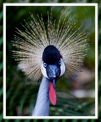 East African Crane Poses for Portait