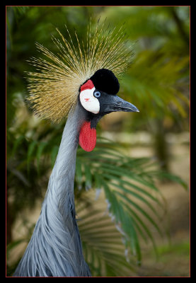 East African Crane in Limited DOF
