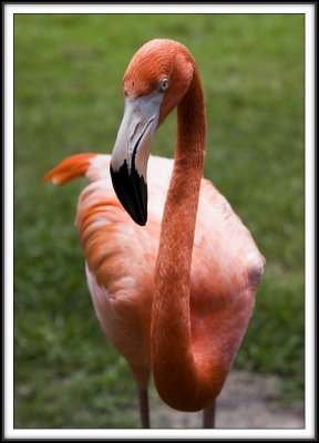 A Sternly Discerning Flamingo