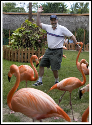 Michlob Dances Among the Flamingos
