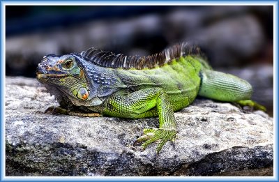 The Lizard Who Stopped By to Say Hello