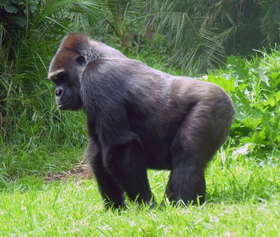 gorilla