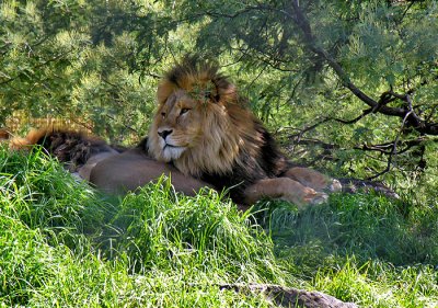 lion