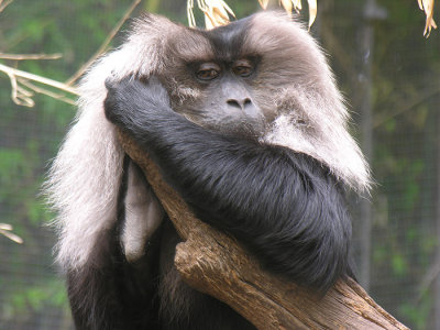 monkey