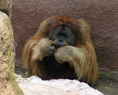 orangutan1