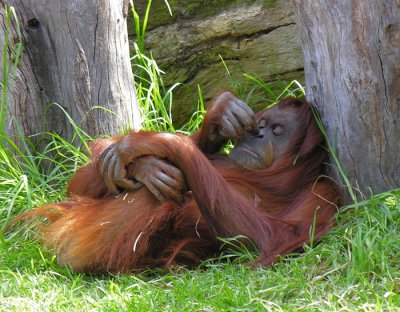 orangutan2
