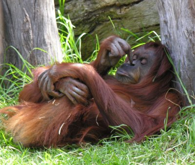 orangutan3