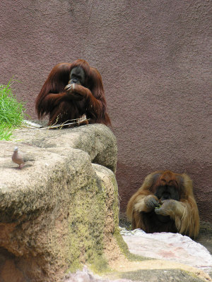 orangutans