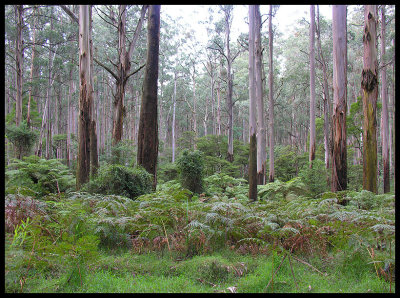 Mountain ash forest