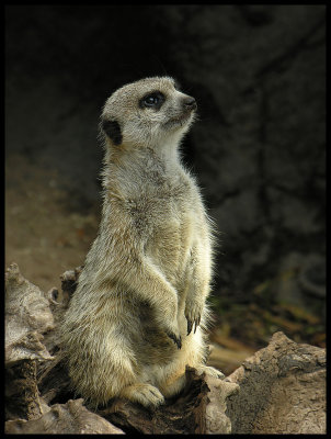 Meerkat