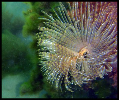 feather-duster worm