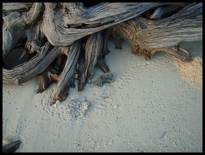 Baby turtle tracks