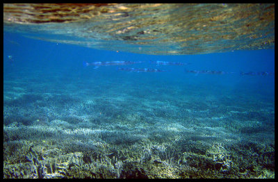 Reef needlefish