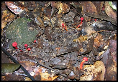 Hygrocybe miniata