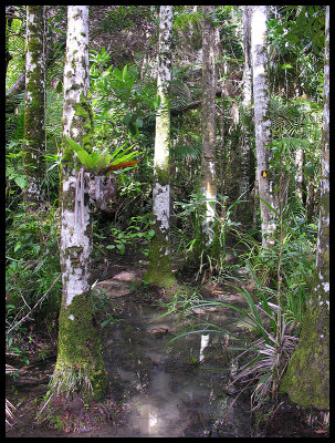 Thorsborne Trail palm swamp