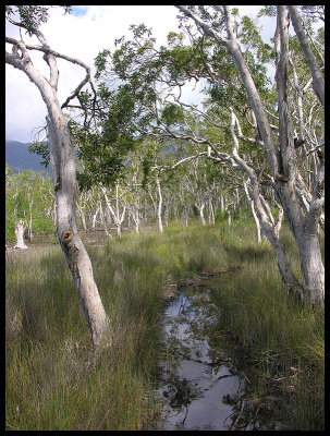 Thorsborne Trail swamp