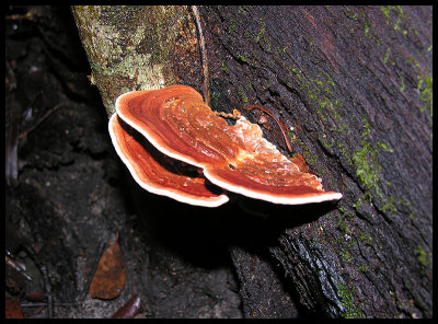 ?Trametes versicolor