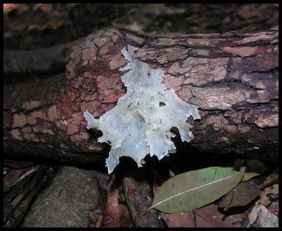 Tremella sp.