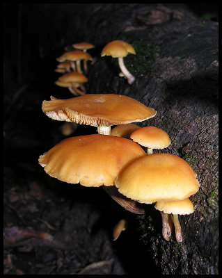 Fungi 3