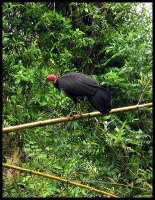 Brush turkey