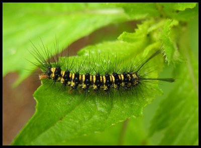Caterpiller