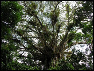 Cathedral Fig 1