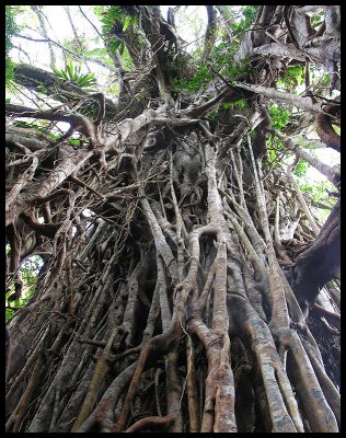 Cathedral Fig 2
