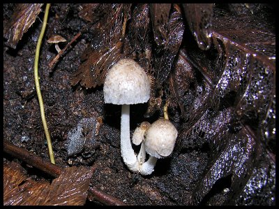 Coprinopsis nivea
